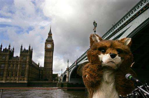 A person dressed as a Fox sails past The Houses of Parliament as part of an anti-hunting protest in London
