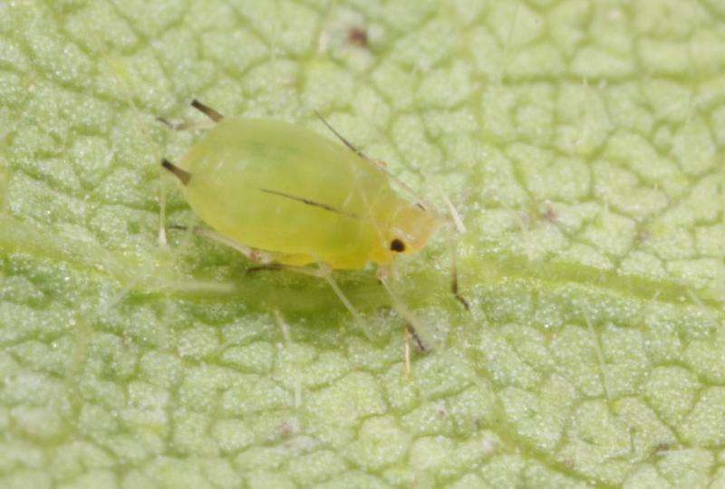 Aphids are striking soybeans earlier than expected