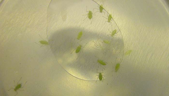 Aphids balance their diets by rebuilding plant amino acids