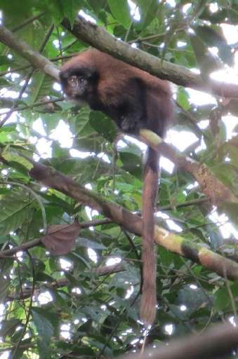 A photo obtained on August 20, 2015 shows a Callicebus urubambensis or Urubamba brown titi monkey on the left bank of the Río Ur