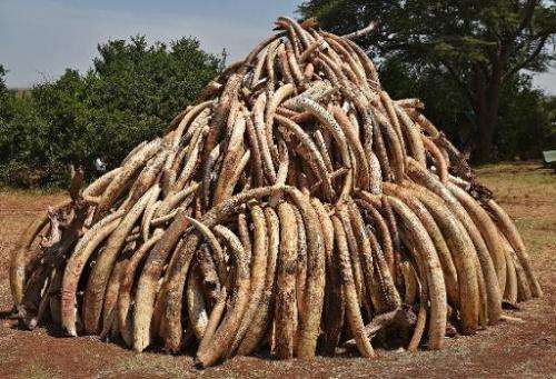 A pile of 15 tonnes of elephant ivory seized in Kenya is displayed at Nairobi National Park on March 3, 2015