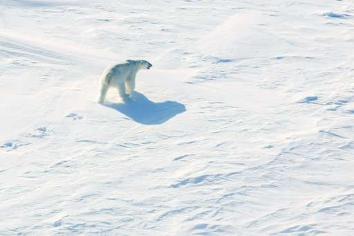 A polar bear walks across the ice in the Arctic near the North Pole