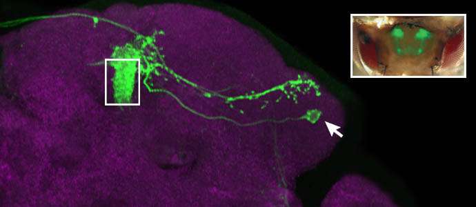 Approach or buzz off: Brain cells in fruit fly hold secret to individual odor preferences