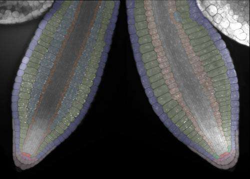 A protein controlling root structure could play a widespread role in plant cellular signaling