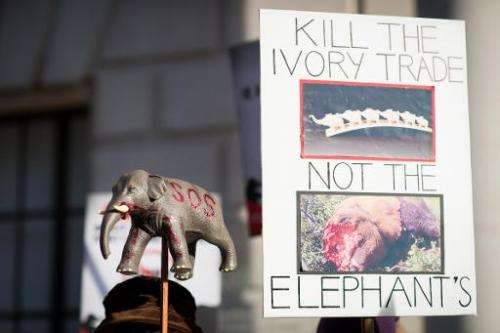 A protester holds an elephant outside China's embassy in central London on January 24, 2015, during a protest calling for the Ch