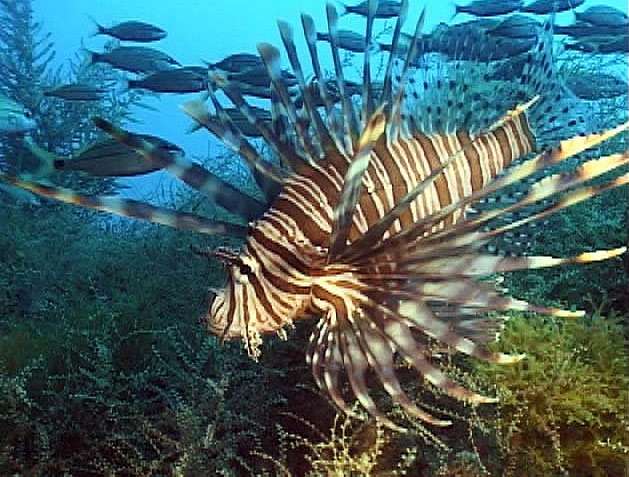 Aquatic Nuisance Species Task Force releases National Invasive Lionfish Management Plan