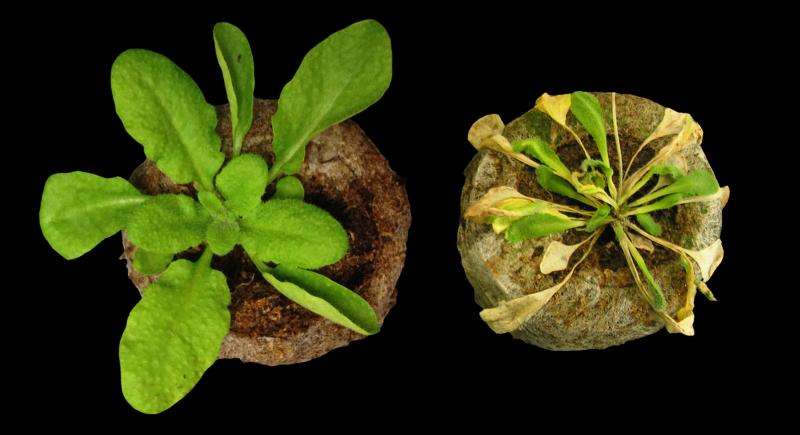Arabidopsis uses molecular decoy to trick pathogens