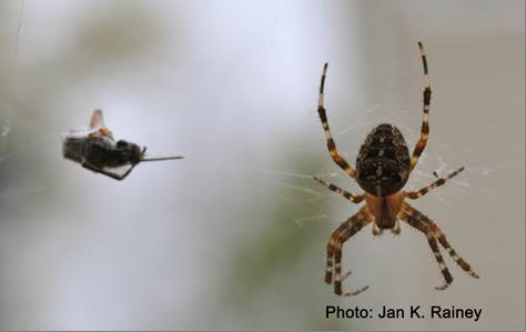 Arachnid Rapunzel: Researchers spin spider silk proteins into artificial silk