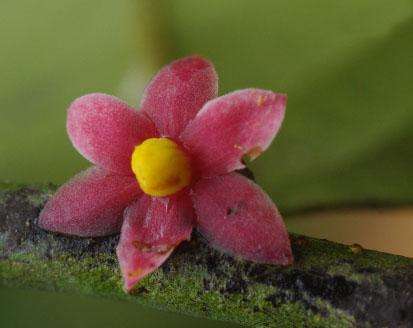 A rare new plant inspires the first genus named after Sir David Attenborough