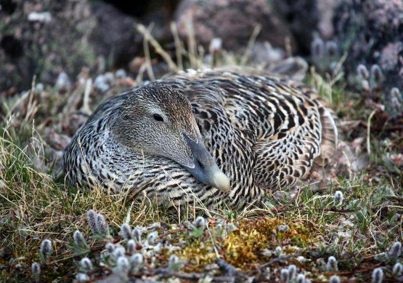 Arctic ducks combine nutrients from wintering and breeding grounds to grow healthy eggs