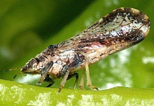 Are Asian citrus psyllids afraid of heights? New study may provide clues for stopping them
