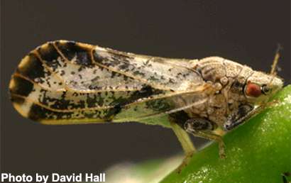 Area-wide management a must for Asian citrus psyllid