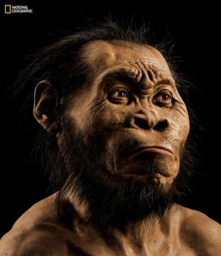 A reconstruction of a Homo naledi face by paleoartist John Gurche at his studio in Trumansburg