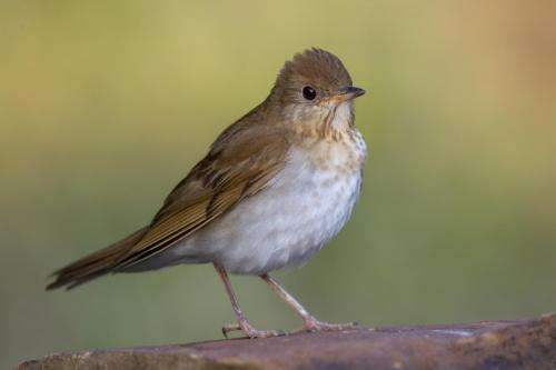 Are human behaviors affecting bird communities in residential areas?