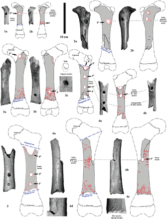 Are Neanderthal bone flutes the work of Ice Age hyenas?