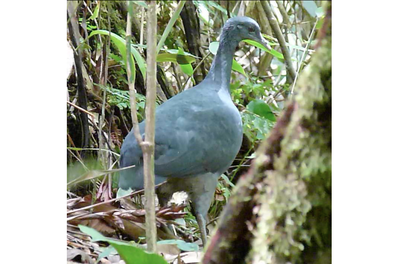A revealing new look at the secretive black tinamou