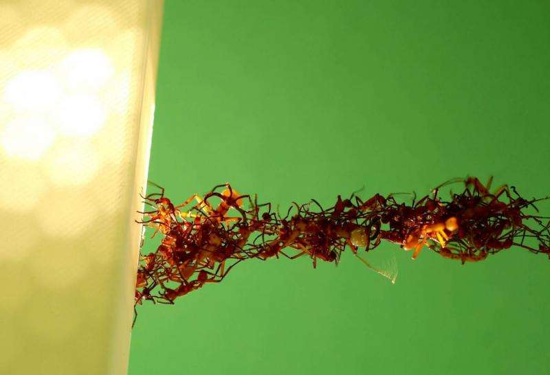 Army ants' 'living' bridges span collective intelligence, 'swarm' robotics