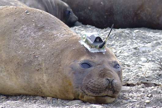 Army of sensor-equipped seals collects distant ocean data