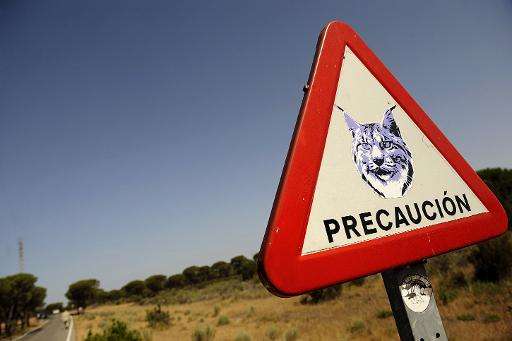 A road sign warning to watch out for lynxes at the Donana National Park in southwestern Spain