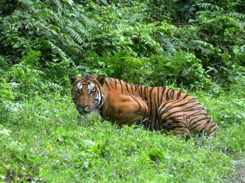 A Royal Bengal Tiger pauses in a jungle clearing in India's Kaziranga National Park on December 21, 2014