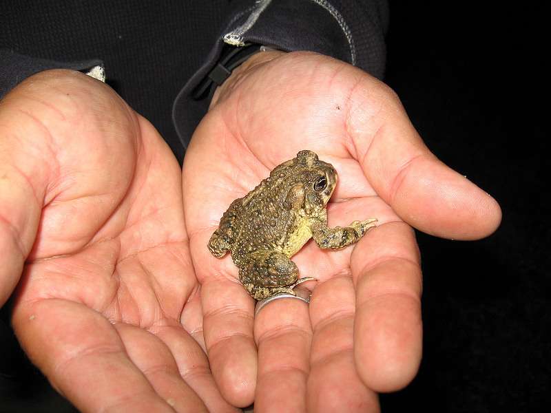 Arroyo toad remains classified as endangered under federal Endangered Species Act