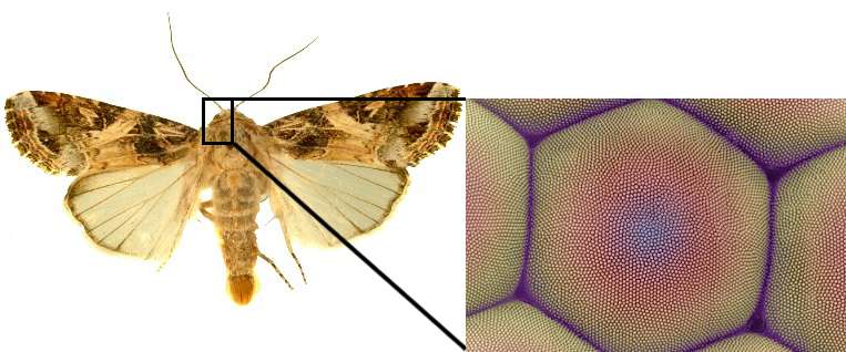 Artificial moth eyes enhance the performance of silicon solar cells