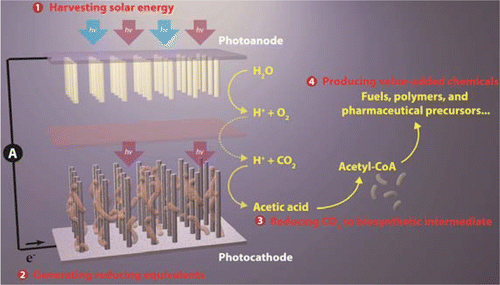 Artificial photosynthesis could help make fuels, plastics and medicine