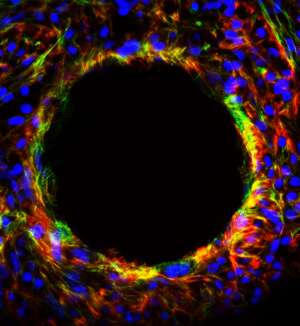 A scalable platform for growing heart muscle cells may lead to repair of damaged heart cells