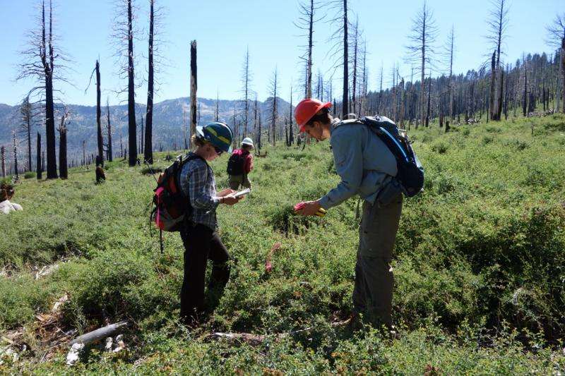 As California wildfires burn, southern plant species are shifting northward