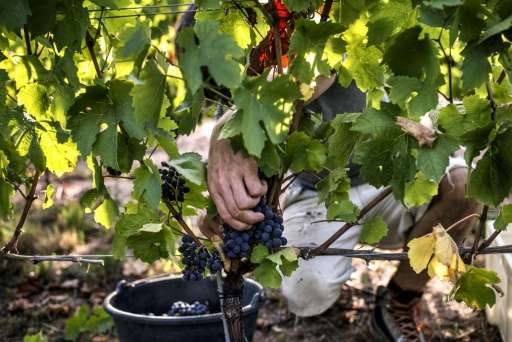 A scientist cuts grapes in Liergues as part of a program aimed at producing the fruit under appropriate conditions