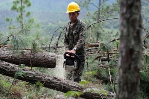 A soldier cuts logs from trees affected by a southern pine beetle (Dentroctomus frontalis) plague in a forested area in Talanga 