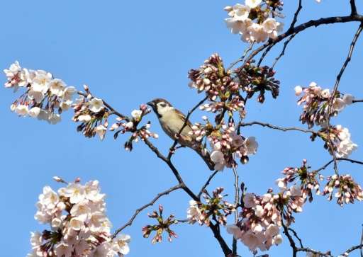 A sparrow sits on a branch of a blooming cherry blossom tree in Tokyo on March 26, 2015