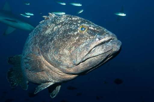 A spotted black grouper is seen in the waters of the Kermadec Islands, off of New Zealand's northeast coast