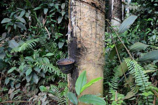 A steel cup is positioned below an incision in the trunk of a rubber tree to gather the raw latex at a rubber plantation in Bato