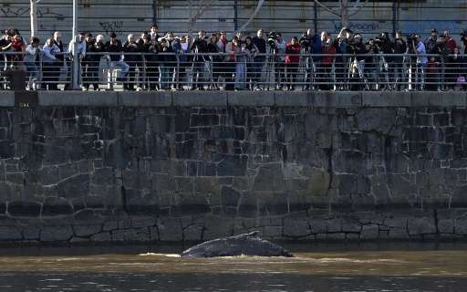A stranded whale is seen at Puerto Madero harbour in Buenos Aires on August 3, 2015