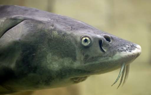 A sturgeon fish is seen at an aquarium in Ruse, north-east Bulgaria