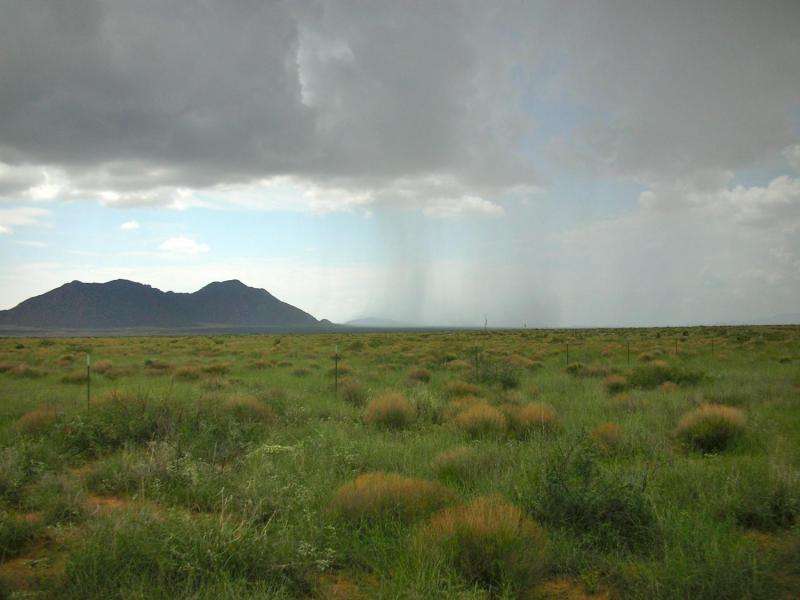ASU study finds weather extremes harmful to grasslands