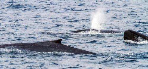 A team of Australian and New Zealand researchers has tracked scores of blue whales off Antarctica