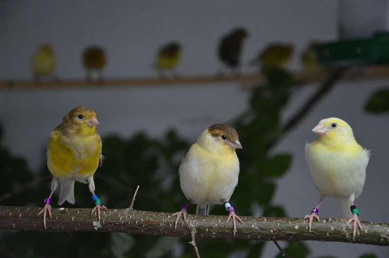 ate-hatched canaries learn their songs as well as early-hatched birds