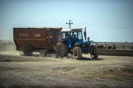 A tractor pulls a load of dung at a Bio2Watt gas power plant, where cow manure is used to produce energy