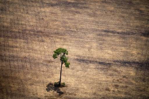 A tree stands in a deforested area in the middle of the Amazon jungle during a flight by Greenpeace activists over areas of ille