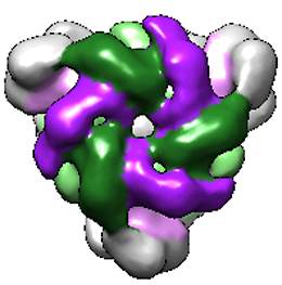 A triangular protein pump