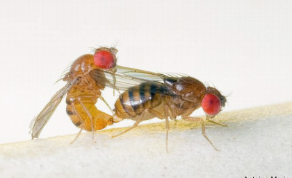 Attractive female flies harmed by male sexual attention