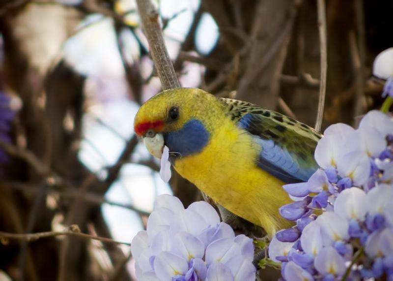 Aussie birds favour almonds for dining choices