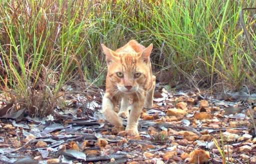 Australian plans to cull two million feral cats, like this one in the Northern Territory, have been criticised by Brigitte Bardo