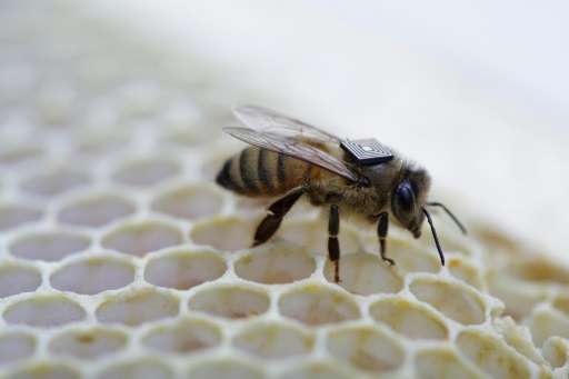 Australian scientists use micro-sensors attached to honey bees as part of a global push to understand the key factors driving a 