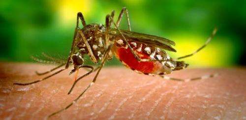 A very personal perspective on Dengue fever