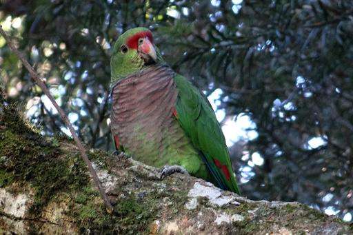 A vinaceous-breasted (Amazona vinacea) parrot rests on the branch of a tree in Curitiba, southern Brazil, on May 26, 2015