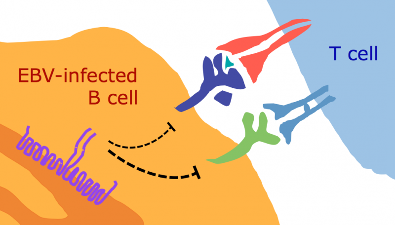 A viral protein that helps EBV-infected B cells to escape human killer T cells