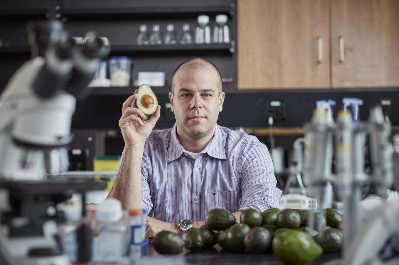 Avocados may hold the answer to beating leukemia